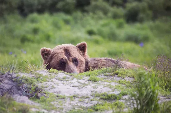 Locals: Alaska Secrets